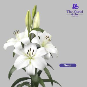 Nenzi