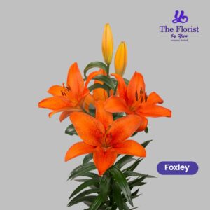 Foxley