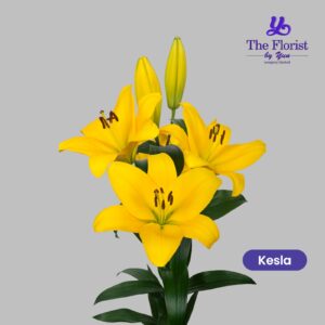 Kesla